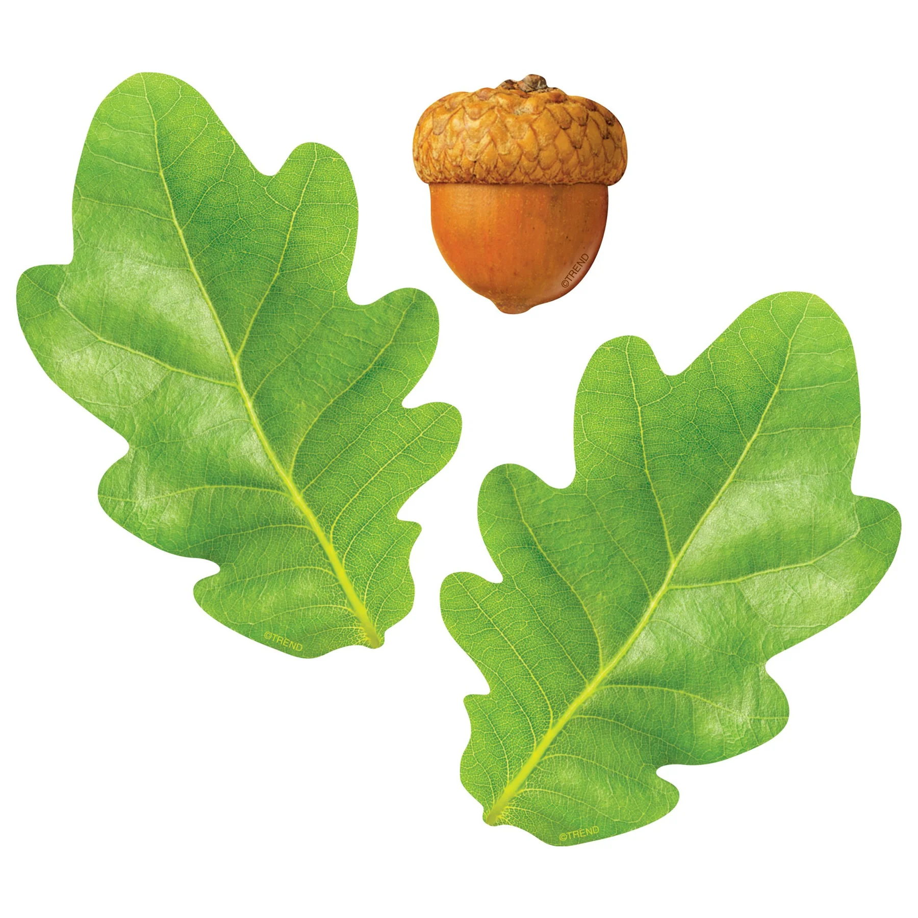 Oak Leaves & Acorns Classic Accents