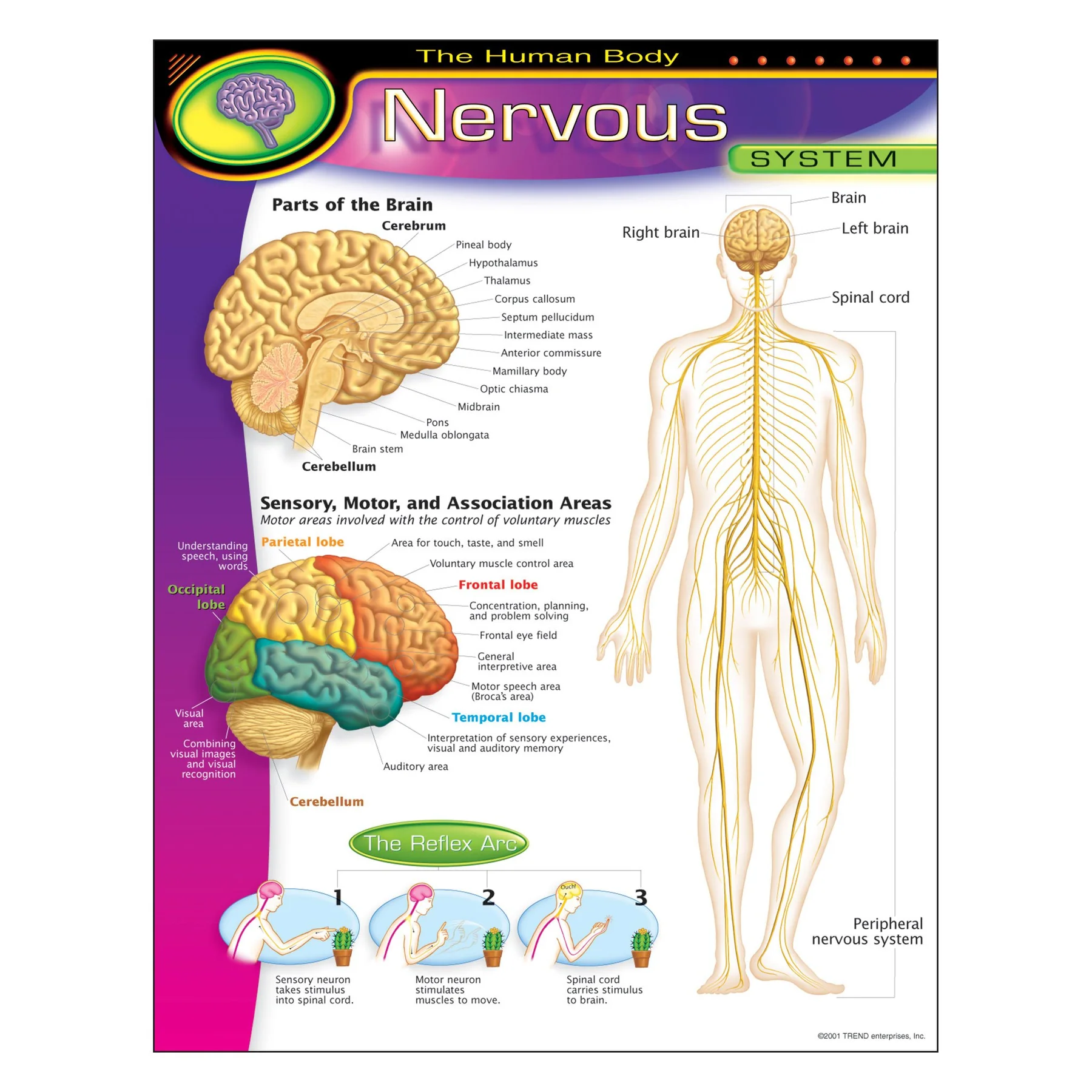 The Human Body?Nervous System Learning Chart