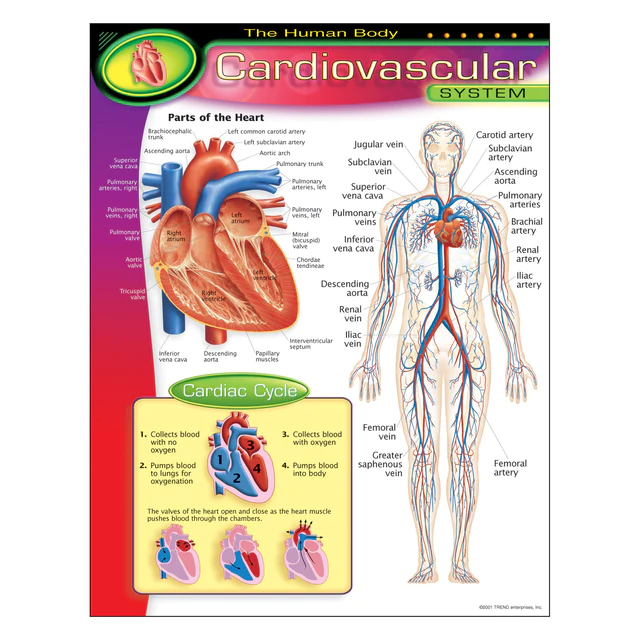 The Human Body?Cardiovascular System Learning Chart