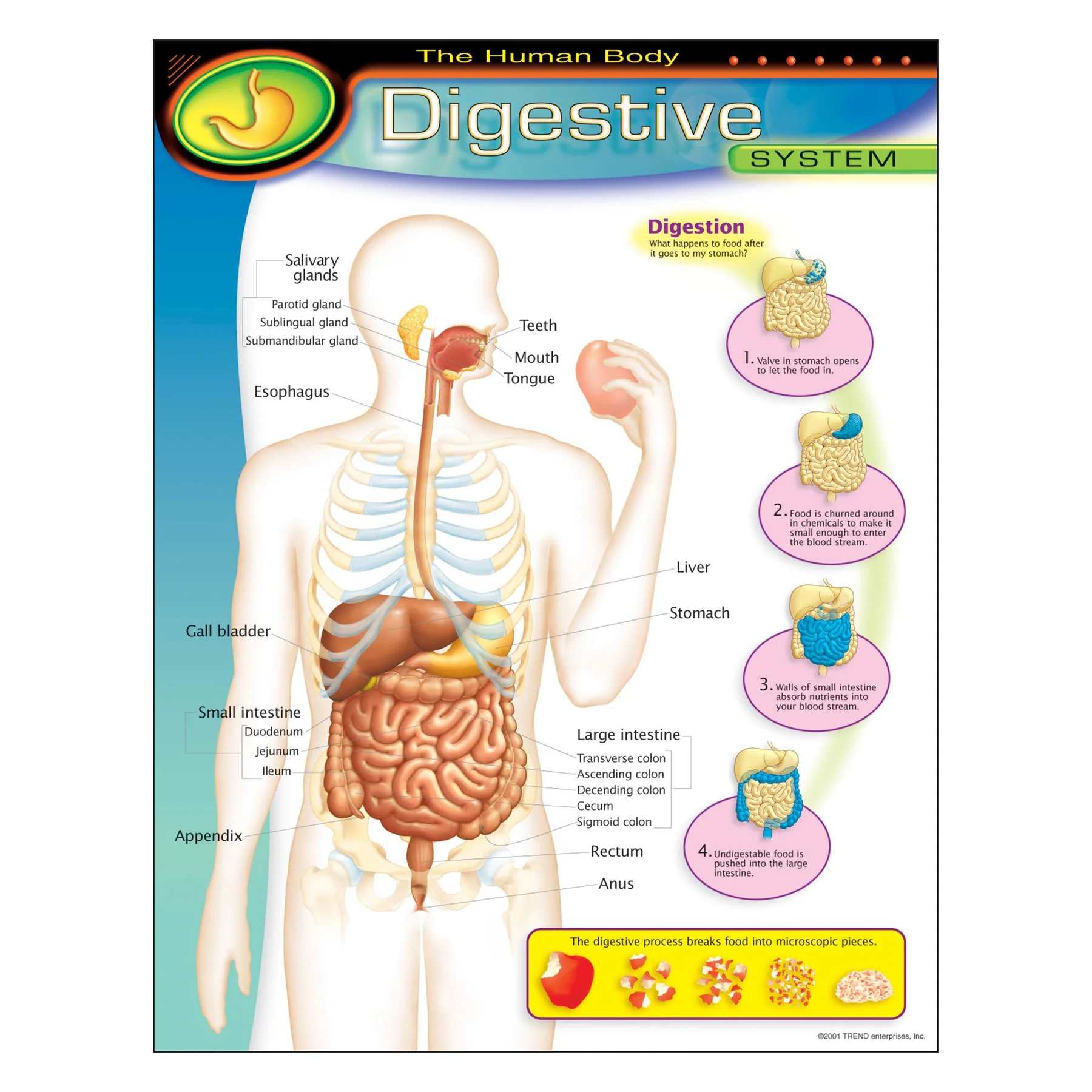 The Human Body?Digestive System Learning Chart