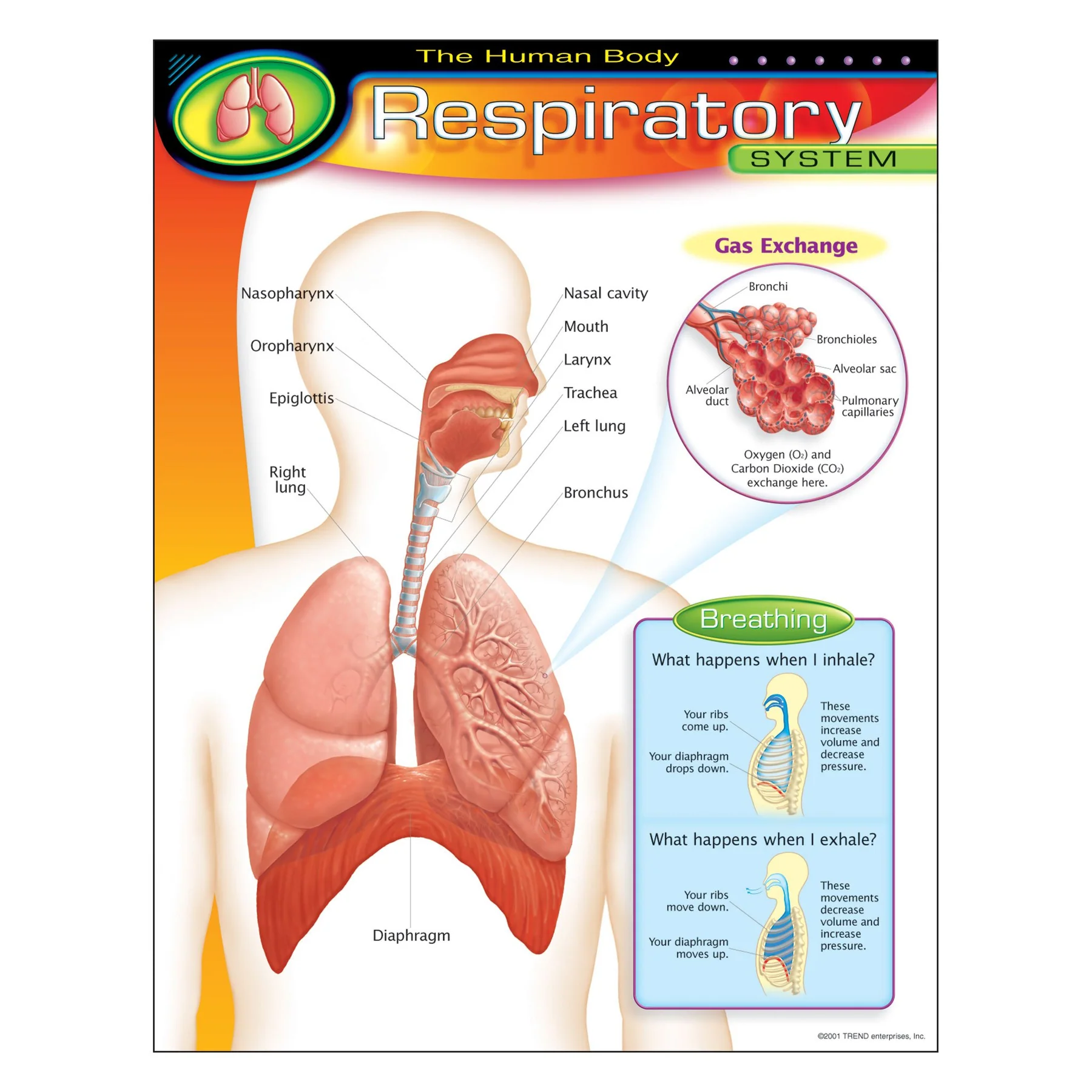 The Human Body?Respiratory System Learning Chart