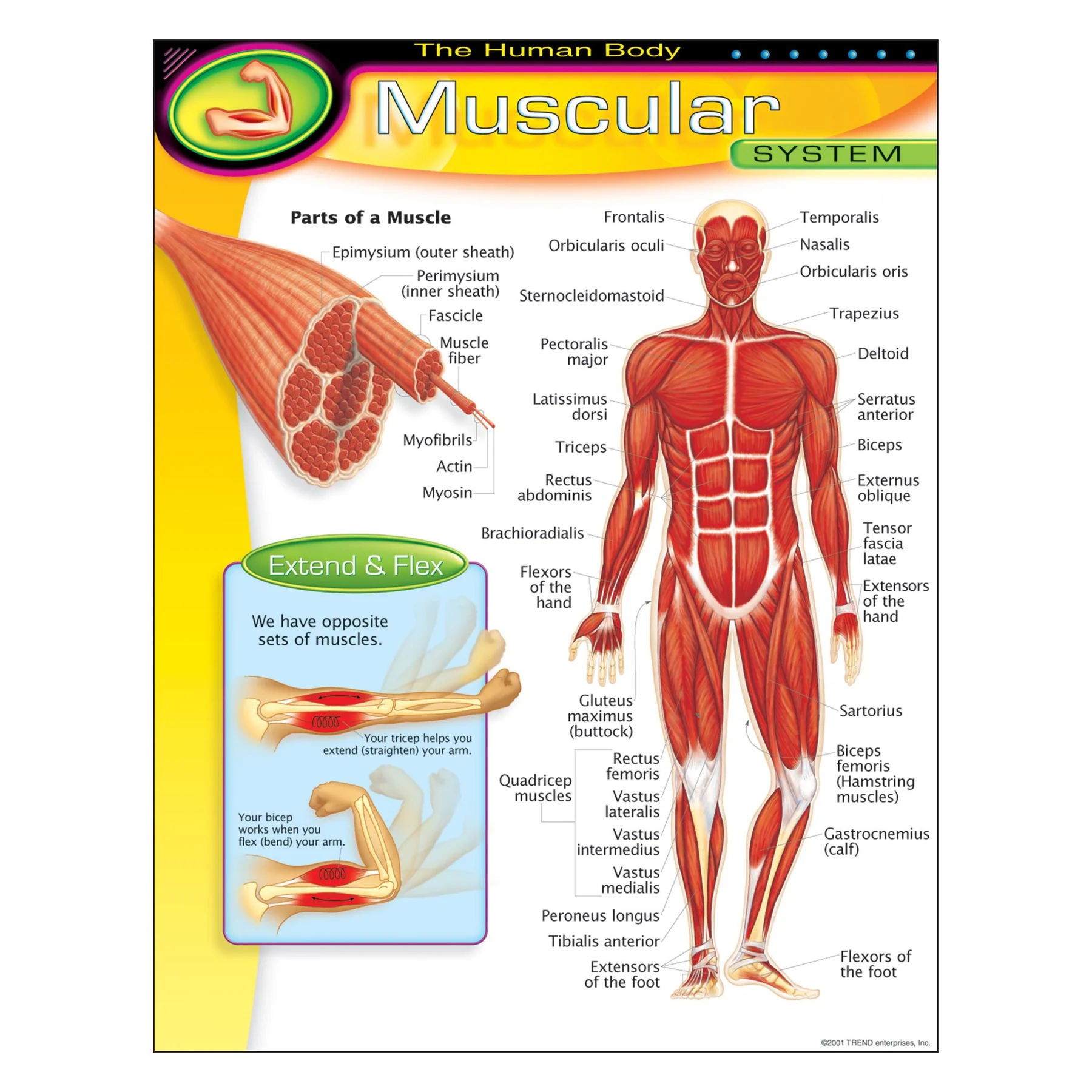 The Human Body?Muscular System Learning Chart
