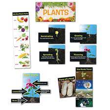 PLANTS MINI BULLETIN