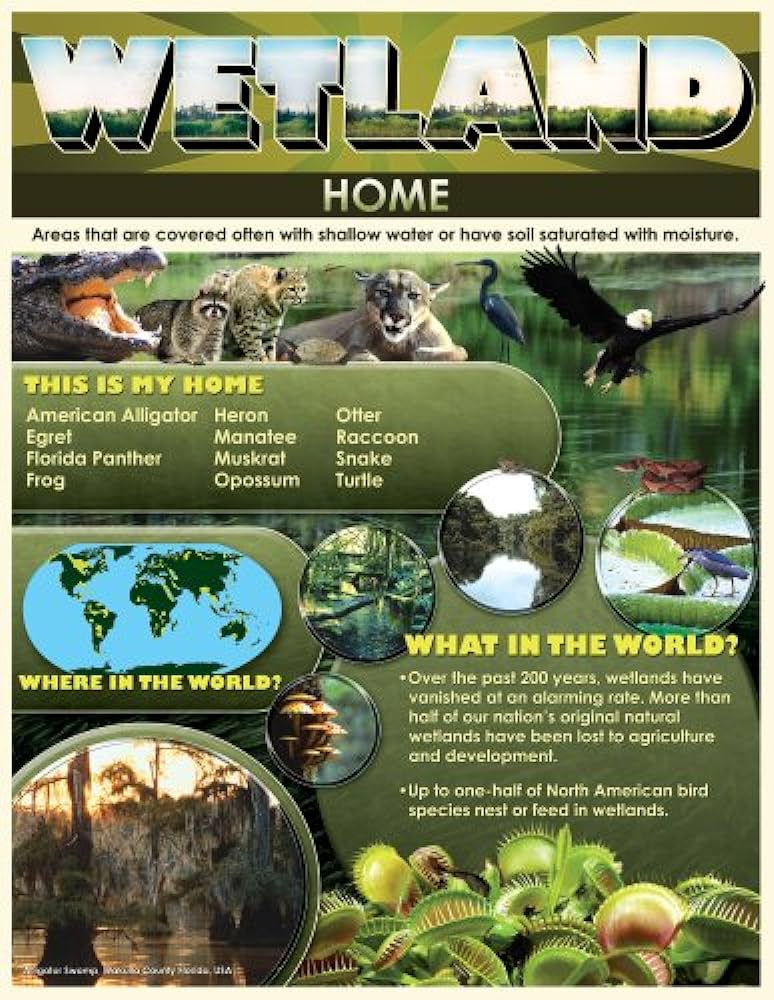 WETLAND CHART