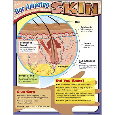 OUR AMAZING SKIN