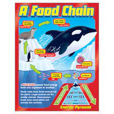 A FOOD CHAIN CHART