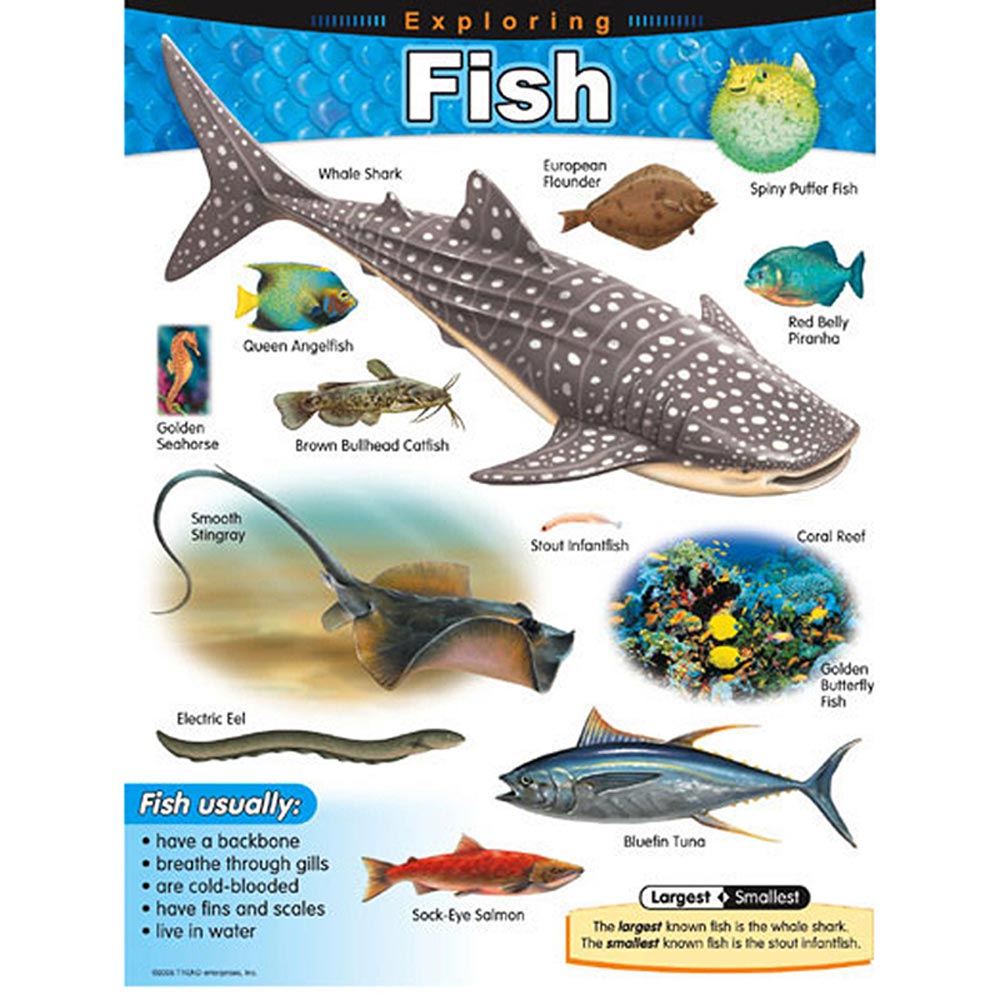 EXPLORING FISH