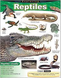 EXPLORING REPTILES CHARTS