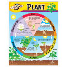 LIFE CYCLE OF A PLANT CHART