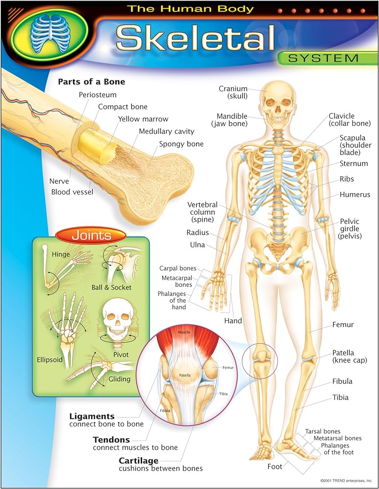 SKELETAL SYSTEM CHARTLET