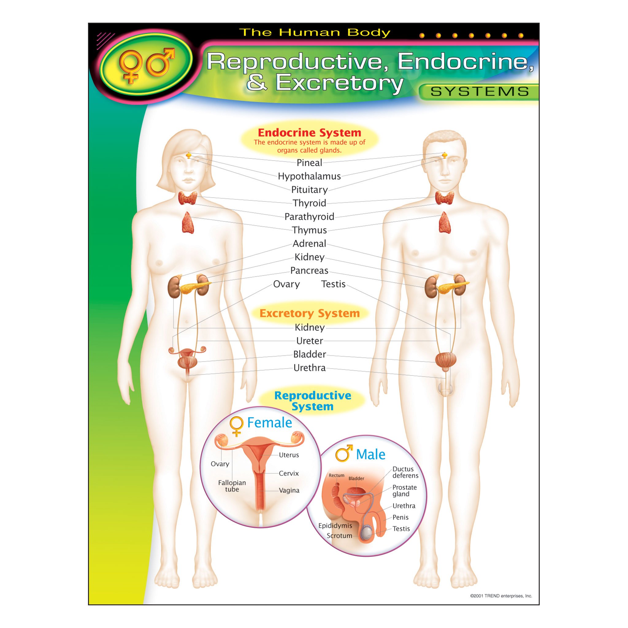 REPRODUCTIVE, ENDOCRINE, & EXCRETORY CHARTLET