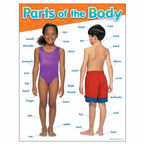 PARTS OF THE BODY