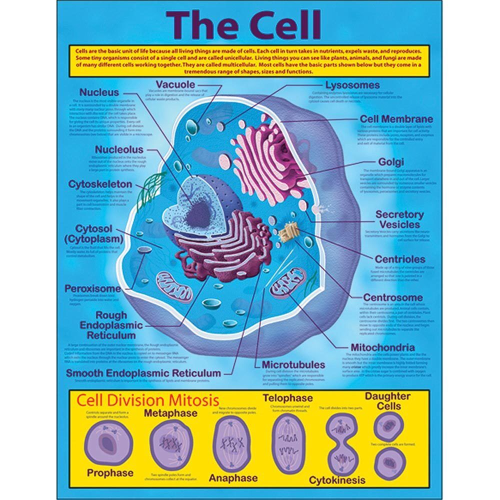 THE CELL CHARTS