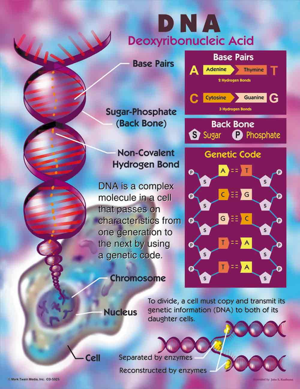 DNA DEOXYRIBONUCLEIC ICID