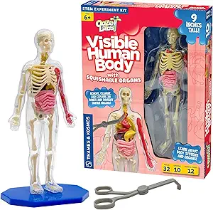 OOZE LABS VISIBLE HUMAN BODY WITH SQUISHABLE ORGANS